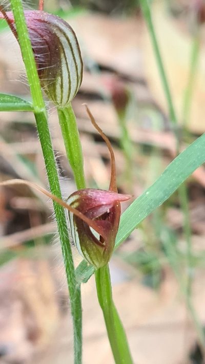 Pterostylis oblonga, photographed by Vale Jenny Conolly