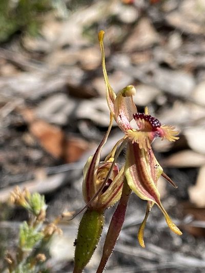 Caladenia plicata, photographed by John Van Den Nouwelant