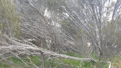 Melaleuca uncinata, photographed by Rosalie Lawrence