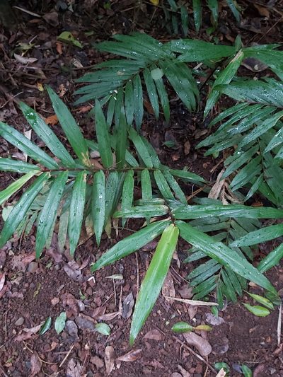 Alpinia modesta, photographed by Tim