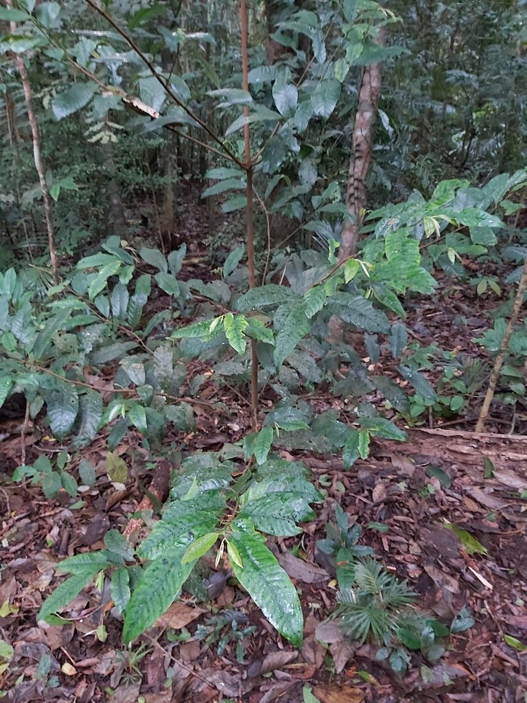 Myristica insipida, photographed by Tim