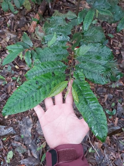 Myristica insipida, photographed by Tim