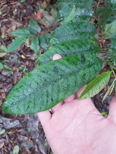 Myristica insipida, photographed by Tim