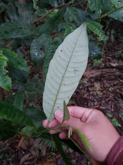 Myristica insipida, photographed by Tim