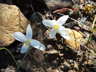 Hesperantha bachmannii, photographed by Chris Vynbos