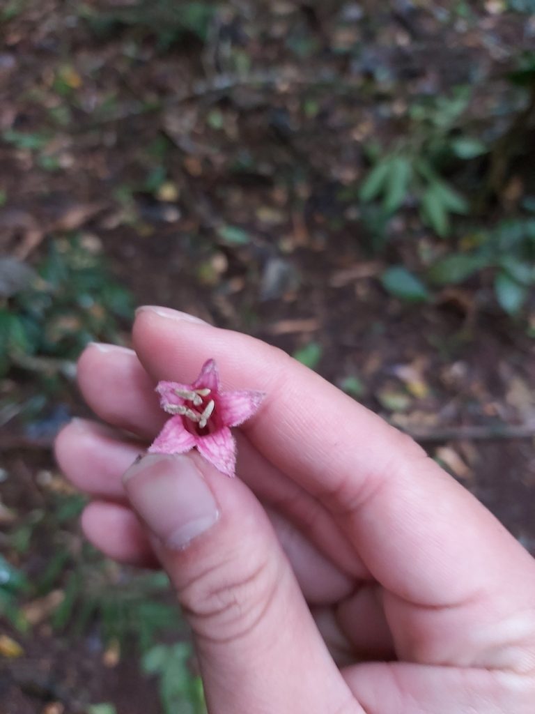 Neosepicaea jucunda, photographed by Tim