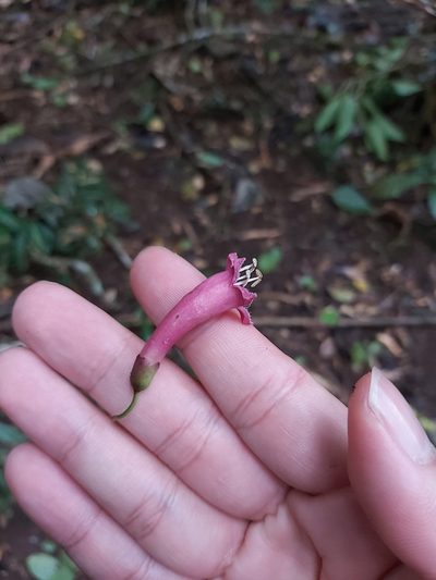 Neosepicaea jucunda, photographed by Tim