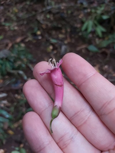 Neosepicaea jucunda, photographed by Tim