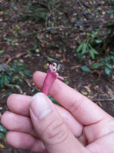 Neosepicaea jucunda, photographed by Tim