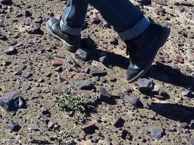 Mesembryanthemum eurystigmatum, photographed by Chris Vynbos