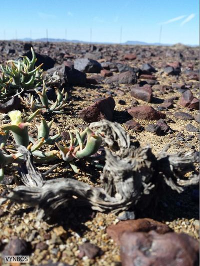 Mesembryanthemum eurystigmatum, photographed by Chris Vynbos