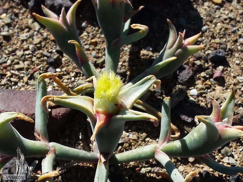 Mesembryanthemum eurystigmatum, photographed by Chris Vynbos