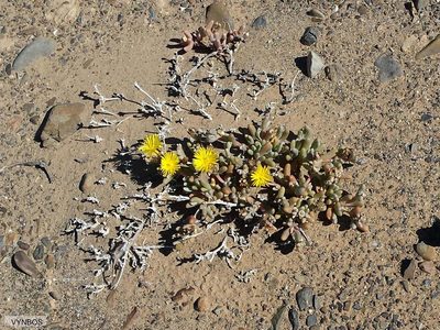 Malephora crassa, photographed by Chris Vynbos