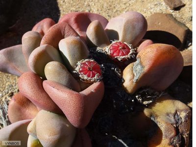 Tanquana prismatica, photographed by Chris Vynbos