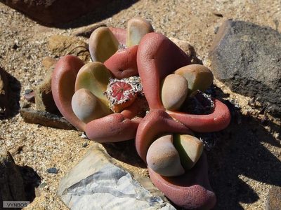 Tanquana prismatica, photographed by Chris Vynbos