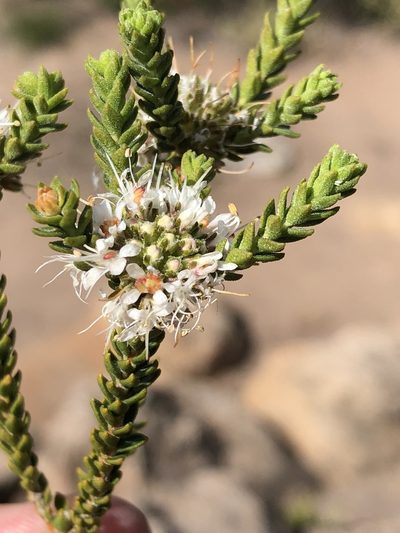 Agathosma roodebergensis, photographed by Dave U