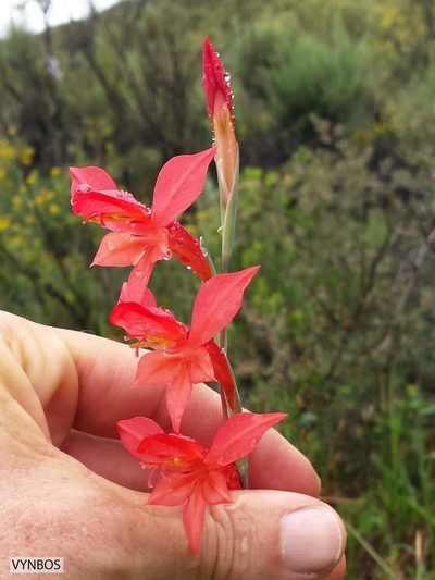 Gladiolus quadrangularis, photographed by Chris Vynbos