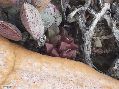 Anacampseros retusa, photographed by Chris Vynbos