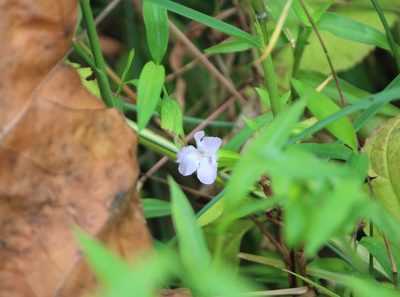 Mimulus alatus, photographed by Ashwin Srinivasan