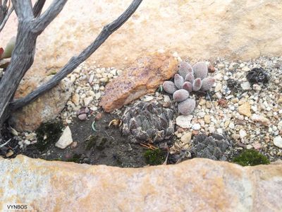 Haworthia nortieri, photographed by Chris Vynbos