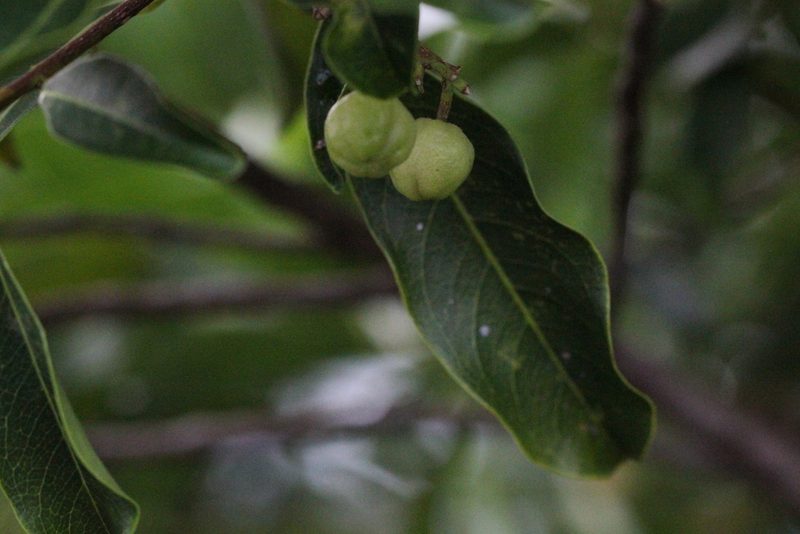 Acronychia pedunculata, photographed by Agnes Trekker