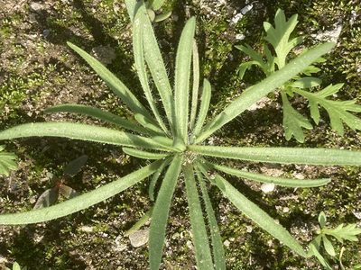 Plantago indica, photographed by Andre Hosper