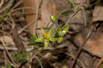 Hibbertia australis, photographed by T. Hammer