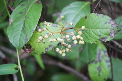 Viburnum nudum, photographed by Ashwin Srinivasan