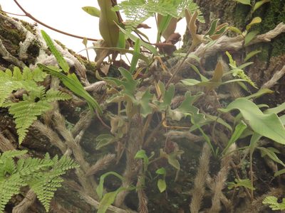 Pyrrosia polydactylos, photographed by chiuluan