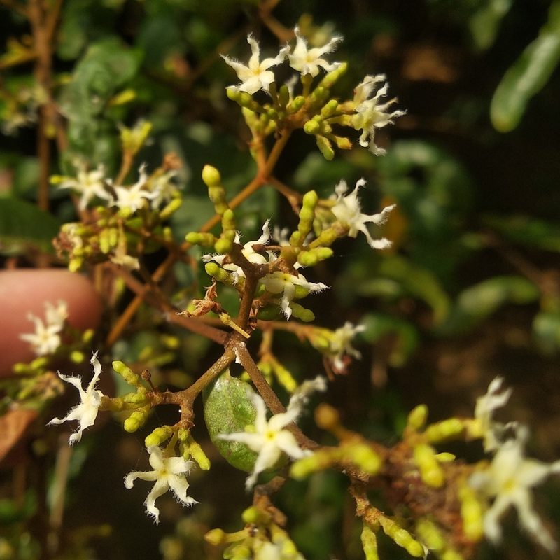 Ichnocarpus frutescens, photographed by Karthik Thrikkadeeri