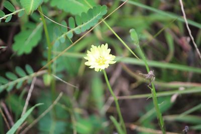 Pyrrhopappus carolinianus, photographed by Ashwin Srinivasan
