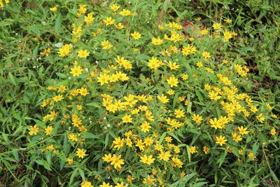 Bidens aristosa, photographed by Ashwin Srinivasan