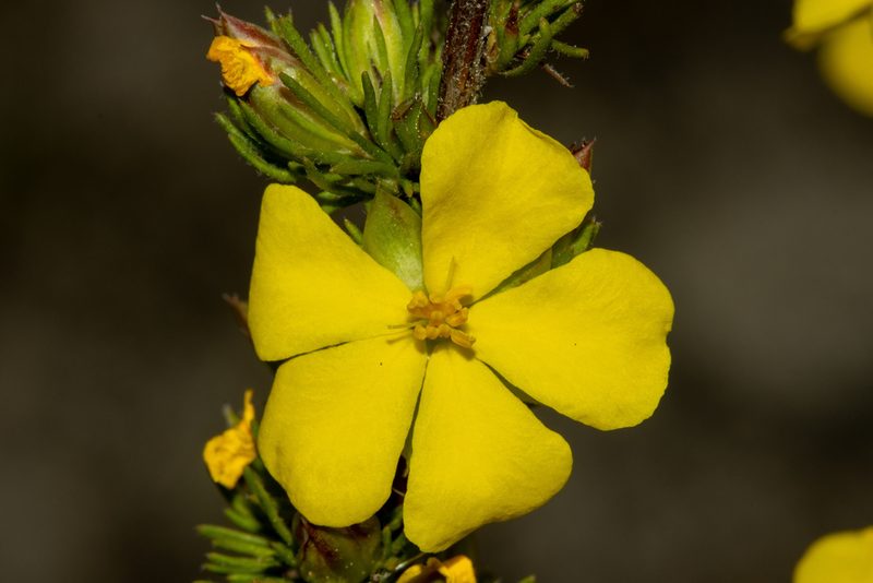 Hibbertia fasciculata, photographed by T. Hammer