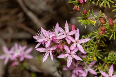 Calytrix tetragona, photographed by T. Hammer