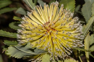 Banksia ornata, photographed by T. Hammer