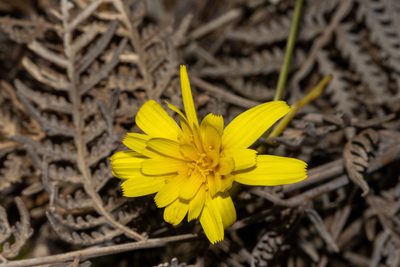 Microseris walteri, photographed by T. Hammer