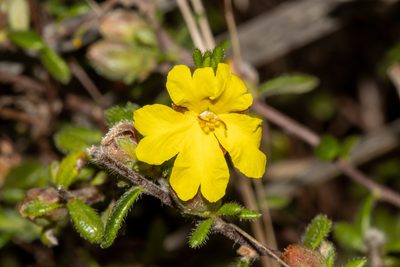 Hibbertia sericea, photographed by T. Hammer