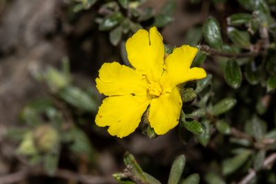 Hibbertia sericea, photographed by T. Hammer