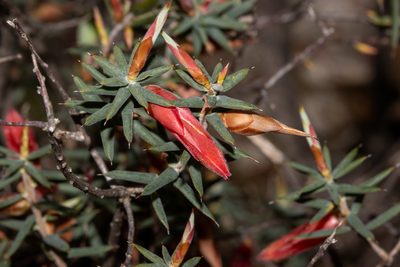 Stenanthera conostephioides, photographed by T. Hammer