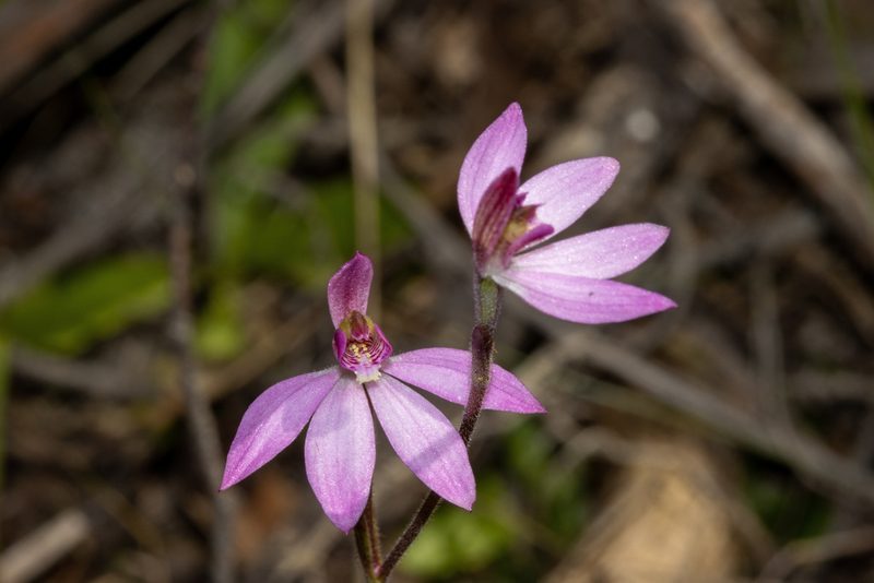 Caladenia ornata, photographed by T. Hammer