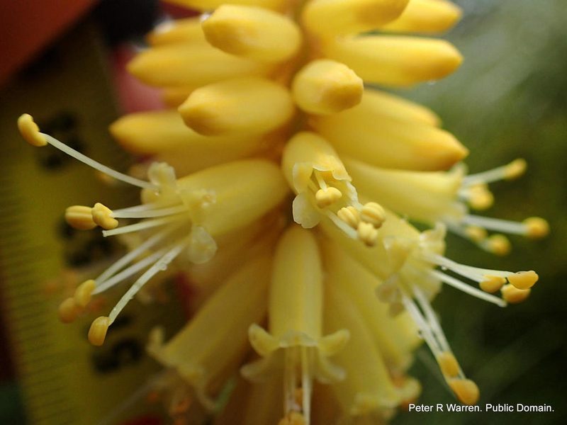 Kniphofia breviflora, photographed by Peter Warren