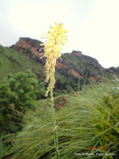 Kniphofia breviflora, photographed by Peter Warren