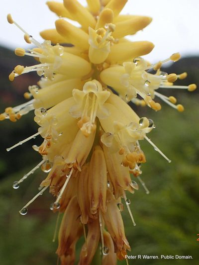 Kniphofia breviflora, photographed by Peter Warren