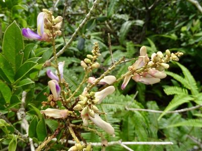 Callerya nitida, photographed by Toby Y