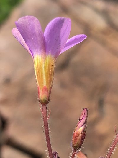 Oxalis attaquana, photographed by Dave U