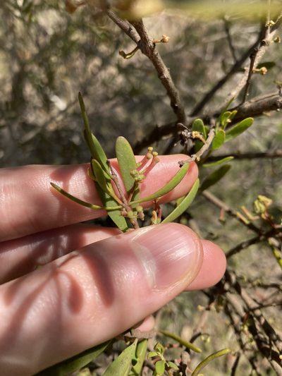 Amyema gaudichaudii, photographed by Thomas Mesaglio