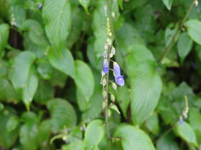Rhynchoglossum obliquum, photographed by 祐