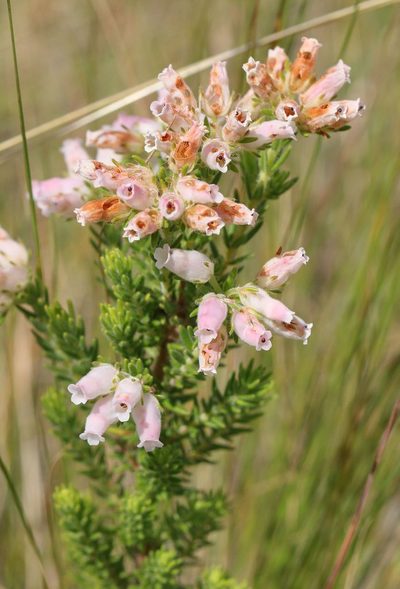 Erica oatesii, photographed by Alan Manson