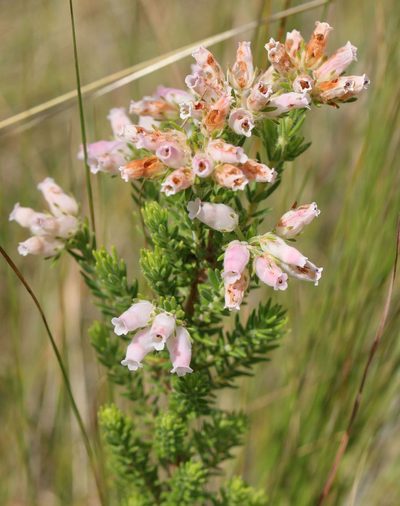 Erica oatesii, photographed by Alan Manson