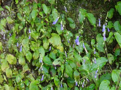 Rhynchoglossum obliquum, photographed by 雲一百香果